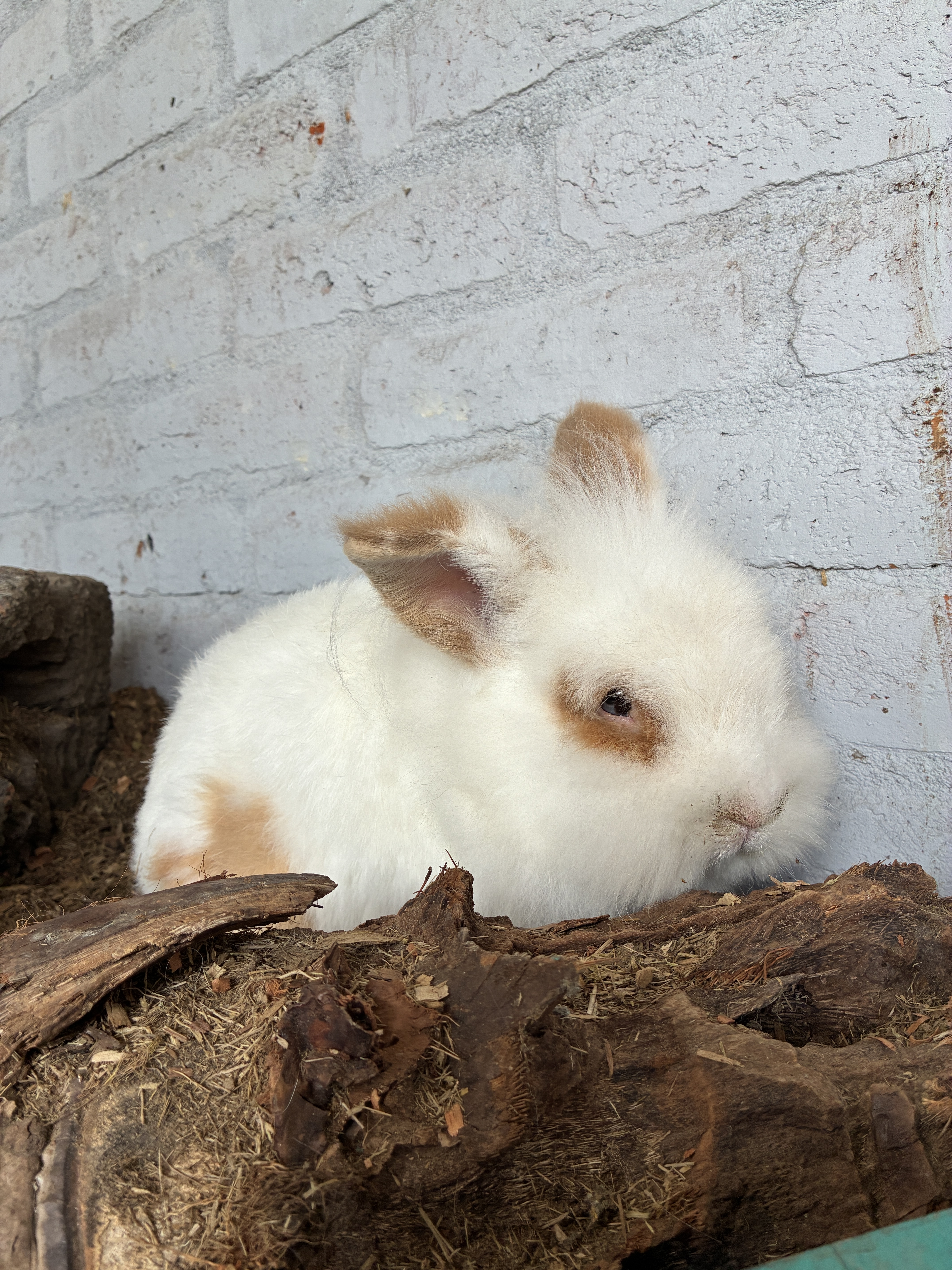 Conejo